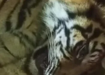 Anak Harimau Kena Jerat Babi di Agam, BKSDA: Induknya Diduga Masih Berkeliaran di Sekitar Lokasi