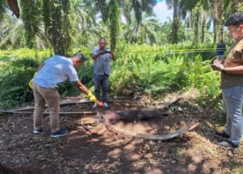 Mayat Tanpa Pakaian Ditemukan Membusuk di Perkebunan Sawit di Pasaman Barat