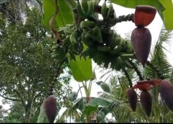 Langka! Pohon Pisang di Padang Pariaman Miliki Lima Jantung dalam Satu Batang