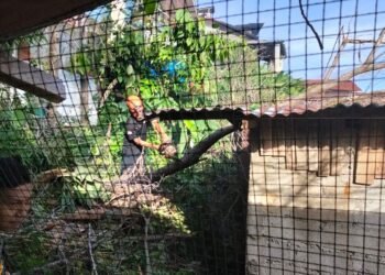 Pohon Beringin Tumbang Timpa Tiga Rumah di Padang, Kerugian Ditaksir Rp20 Juta