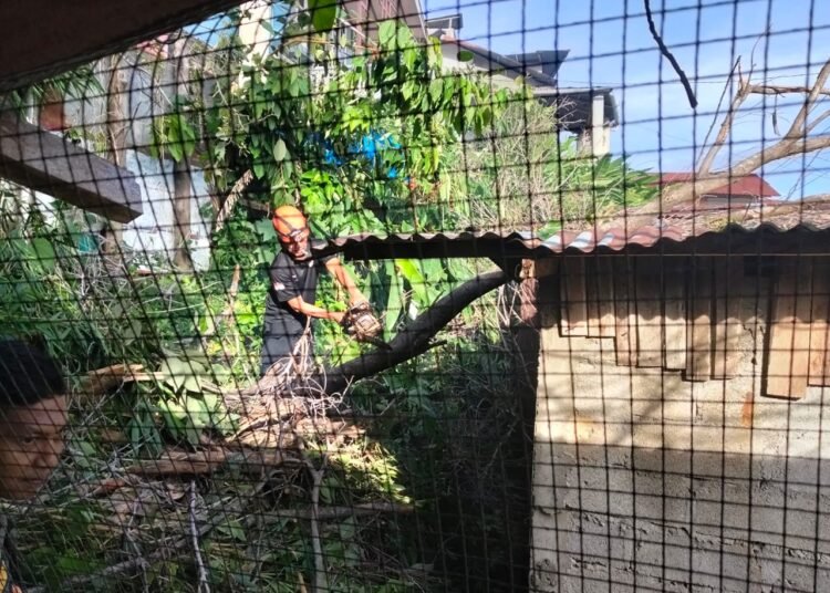 Pohon beringin tumbang dan menimpa tiga rumah warga di Jalan Seberang Palinggam, RT 01 RW 05, Kelurahan Seberang Palinggam, Kecamatan Padang Selatan, Padang. Foto: BPBD Padang