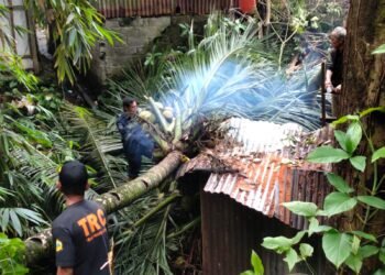 Pohon Kelapa Tumbang Timpa Dua Rumah Warga di Padang