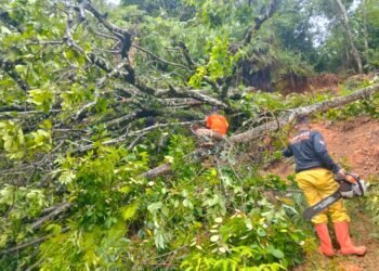 Hujan Disertai Angin Kencang, Dua Pohon Tumbang Tutup Akses Jalan di Padang