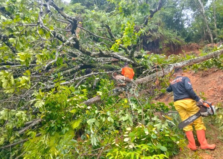 Dua pohon tumbang menghambat akses jalan warga di Komplek Graha 3 Sungai Duo, Kelurahan Lubuk Minturun Sungai Lareh, Kecamatan Koto Tangah, Padang, pada Minggu (23/11/2025) pagi. Foto: BPBD Padang