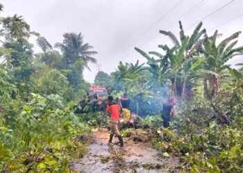 Hujan Disertai Angin Kencang, Pohon Tumbang Tutup Akses Jalan di Padang