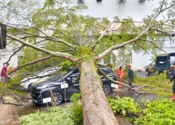 Hujan Disertai Angin Kencang, Pohon Tumbang di Padang Timpa 2 Mobil