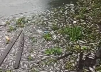 Ribuan Ikan Keramba Mati di Danau Maninjau, Diduga Akibat Cuaca Ekstrem