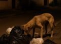 Sampah Berantakan Setiap Pagi, Warga Pariaman Resah oleh Anjing Liar