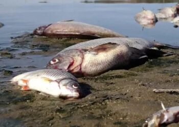 Air Danau Maninjau Berubah Hijau Pekat, Ribuan Ikan Mati dan Warga Kehilangan Penghasilan