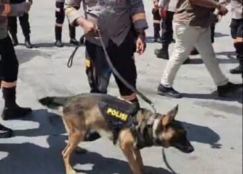 Anjing Pelacak Tiba dari Jakarta Cari Korban Bencana di Padang Pariaman