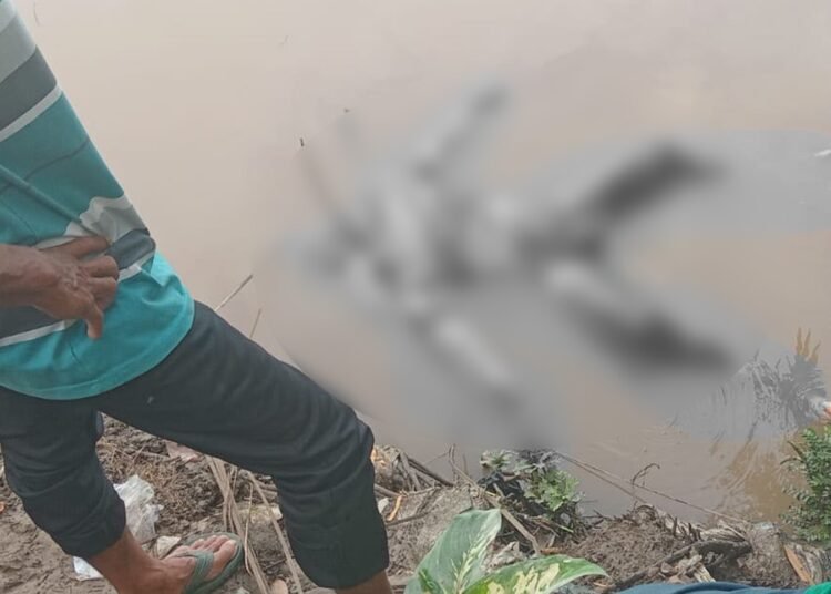 Warga Timbulun, Nagari Aur Duri Surantih, Kecamatan Sutera, menemukan sesosok mayat di Sungai pada Minggu (7/12) pagi. Mayat tersebut kemudian diidentifikasi sebagai mayat orang yang sudah seminggu hilang karena hanyut.