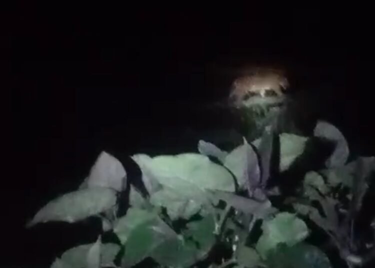 Harimau berkeliaran di area permukiman warga di Kampung Sungai Manau, Jorong Sungai Kalu 2, Nagari Pakan Rabaa Utara, Kecamatan Koto Parik Gadang Diateh, Solok Selatan, pada Minggu (14/12) pukul 19.00 WIB.