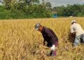 Sawah Pokok Murah Diuji di Agam, Hasil Panen Lebih Tinggi, Biaya Produksi Berkurang
