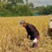 Sawah Pokok Murah Diuji di Agam, Hasil Panen Lebih Tinggi, Biaya Produksi Berkurang