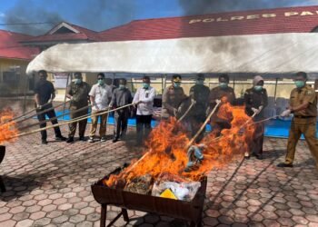 Polisi di Padang Pariaman Musnahkan 26,8 Kg Ganja dan 409 Botol Miras