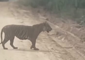 Harimau Sumatera Muncul di Akses Jalan Perusahaan, Karyawan Diminta Tidak Merekam