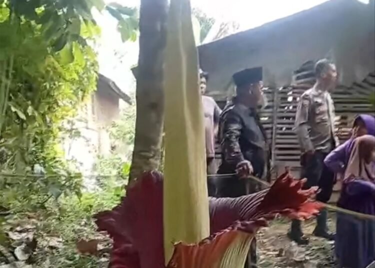 Bunga bangkai mekar di pekarangan rumah warga di Jorong Tigo Balai, Nagari Lubuak Batingkok, Kecamatan Harau, Kabupaten Limapuluh Kota. Foto: Tangkapan layar media sosial