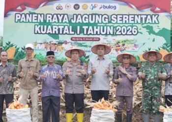 Dukung Ketahanan Pangan Nasional, Polres Sijunjung Panen Raya Jagung Serentak