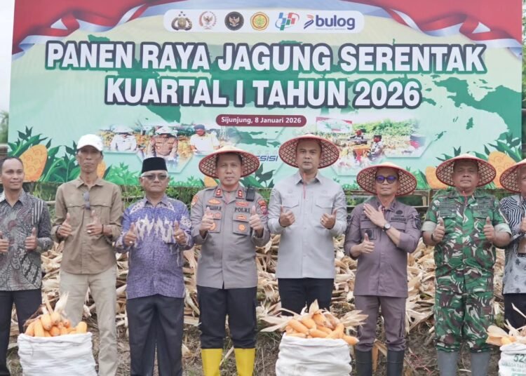 Polres Sijunjung menggelar Panen Raya Jagung Serentak Kuartal I Tahun 2026 di lahan produktif Jorong Padang Ranah, Nagari Sijunjung, Kecamatan Sijunjung, pada Kamis (8/1/2026). Foto: Polres Sijunjung