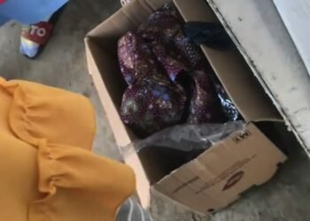 Bayi Perempuan Ditemukan dalam Kardus di Agam, Polisi Selidiki Identitas Ortu