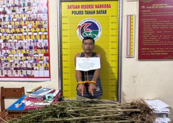 Petani di Tanah Datar Tanam Ganja, Polisi Temukan 42 Batang