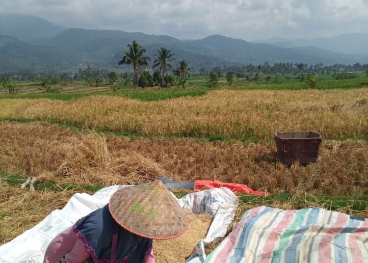 Produksi Padi Sumbar 2025