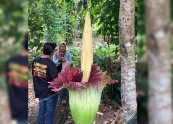 Bunga Bangkai di Limapuluh Kota Tidak Tumbuh Alami, Ditanam Pemilik Lahan