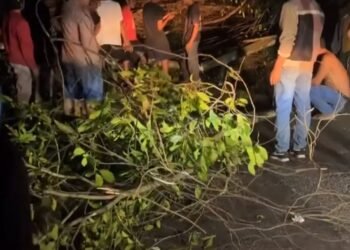 Pohon Besar Tumbang Tutupi Jalan di Pesisir Selatan, Arus Lalu Lintas Terhenti