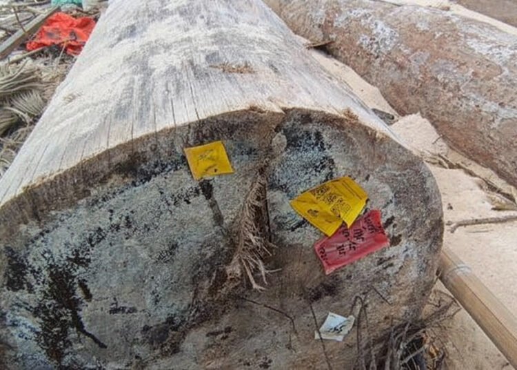 Kayu-kayu gelondongan berlogo PT Minas Pagai Lumber terdampar di pantai Kabupaten Pesisir Barat, Lampung, Minggu (7/12/2025).(dok. Humas Polda Lampung)