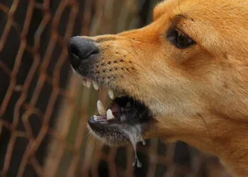 Digigit Anjing Peliharaan, Perempuan di Solok Selatan Meninggal Diduga Akibat Rabies