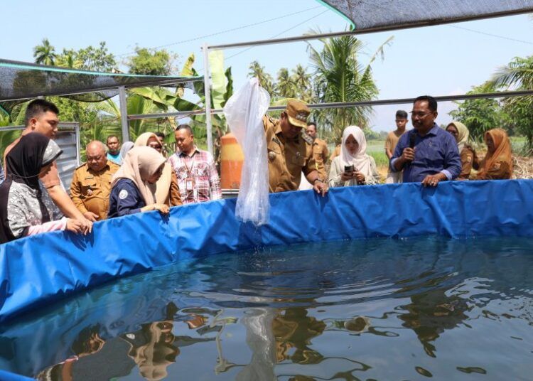 Wali Kota Pariaman, Yota Balad, melakukan penebaran ribuan benih ikan lele yang dikelola Badan Usaha Milik Desa (BUMDes) Makmur Ampalu di Desa Ampalu, Kecamatan Pariaman Utara, pada Selasa (10/2/2026).
