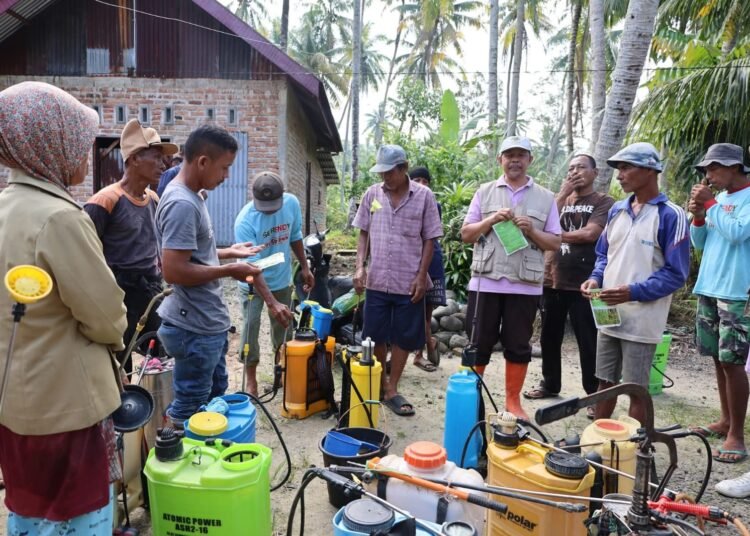 Pemko Pariaman melakukan penyemprotan pestisida untuk membasmi hama wereng di Desa Cubadak Air, Kecamatan Pariaman Utara, Selasa (3/2/2026).
