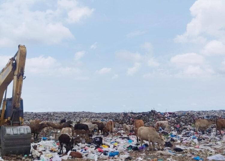 Sejumlah sapi dan kambing terlihat mencari makan di kawasan Tempat Pembuangan Akhir (TPA) Balai Gadang, Kecamatan Koto Tangah, Kota Padang, Selasa (3/2/2026). (Foto: Qodri/Sumbarkita)