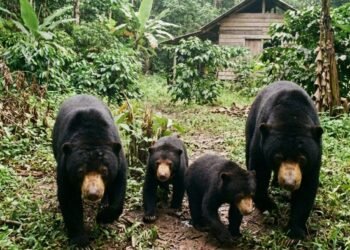 Kawanan Beruang Berkeliaran di Ladang di Pasaman, Warga Takut