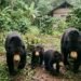 Kawanan Beruang Berkeliaran di Ladang di Pasaman, Warga Takut