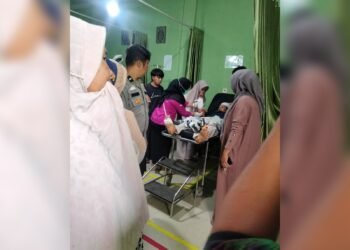 Sedang Panen Padi, Tiga Warga di Pasaman Barat Luka-Luka Diserang Beruang Liar