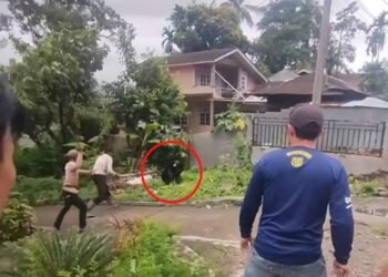 Video: Detik-Detik Beruang Masuk Permukiman Warga di Pasaman Barat