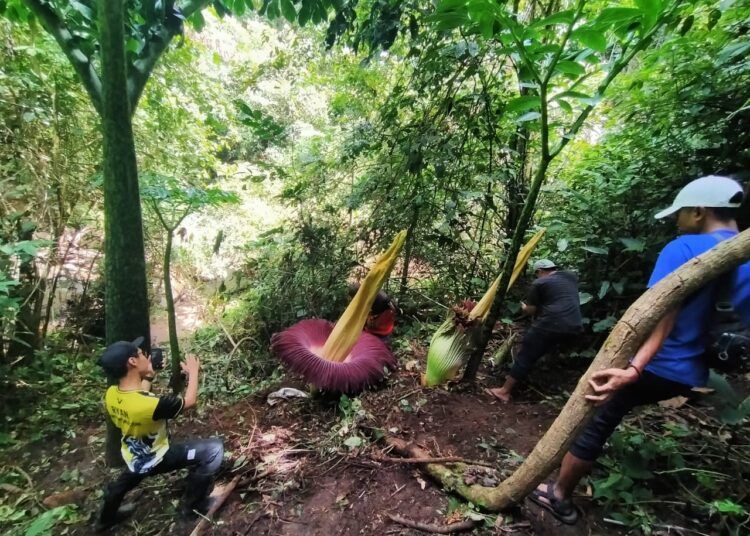 Dua bunga bangkai mekar bersamaan di Kecamatan Tilatang Kamang, Kabupaten Agam, pada akhir Februari 2026.