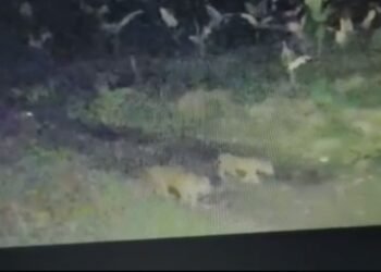 Tiga Anak Harimau Terekam CCTV Muncul di Kebun Warga di Agam