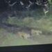 Tiga Anak Harimau Terekam CCTV Muncul di Kebun Warga di Agam