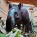 Antarkan Tapir dari Pasaman ke Medan, 2 Warga Limapuluh Kota Ditangkap