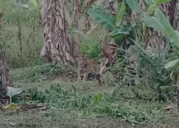 Harimau Muncul di Agam, Warga Sempat Berbicara saat Berhadapan