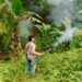 Tak Mau Diusir, Beruang Madu Menetap di Perkebunan, Warga Sijunjung Resah