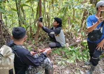 Harimau Sumatera Muncul Dua Hari Berturut-turut di Agam, Warga Diminta Waspada