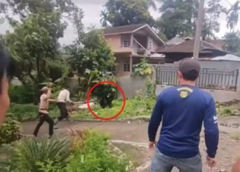 Beruang Serang Warga dan Petugas di Pasaman Barat, BKSDA Pasang Jebakan