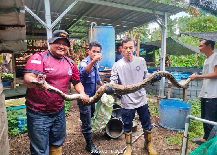 Seekor ular sanca masuk ke kandang itik milik warga di Korong Bayua, Nagari Campago Barat, Kampung Dalam, Senin (16/2/2026) pagi.