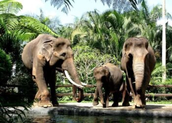 Resmi! Pemerintah Larang Wisata Naik Gajah