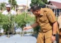 Lahan Terbengkalai Disulap Jadi Kebun Cabai, Petani Pariaman Tuai Apresiasi