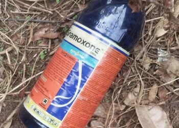 Jelang Salat Idulfitri, Seorang Perempuan di Pariaman Tewas Setelah Minum Racun