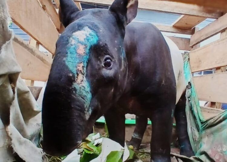 Dua orang ditangkap terkait kasus perburuan dan perdagangan satwa dilindungi jenis tapir di Pasaman.